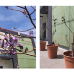 コラム「桐の花が咲き始めました」のサムネイル画像