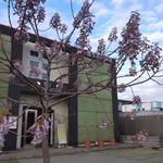 コラム「今年も桐の花が咲き始めました」のサムネイル画像