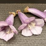 コラム「桐の花が咲きました」のサムネイル画像